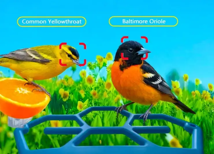 Two birds shown at a smart feeder with identification labels